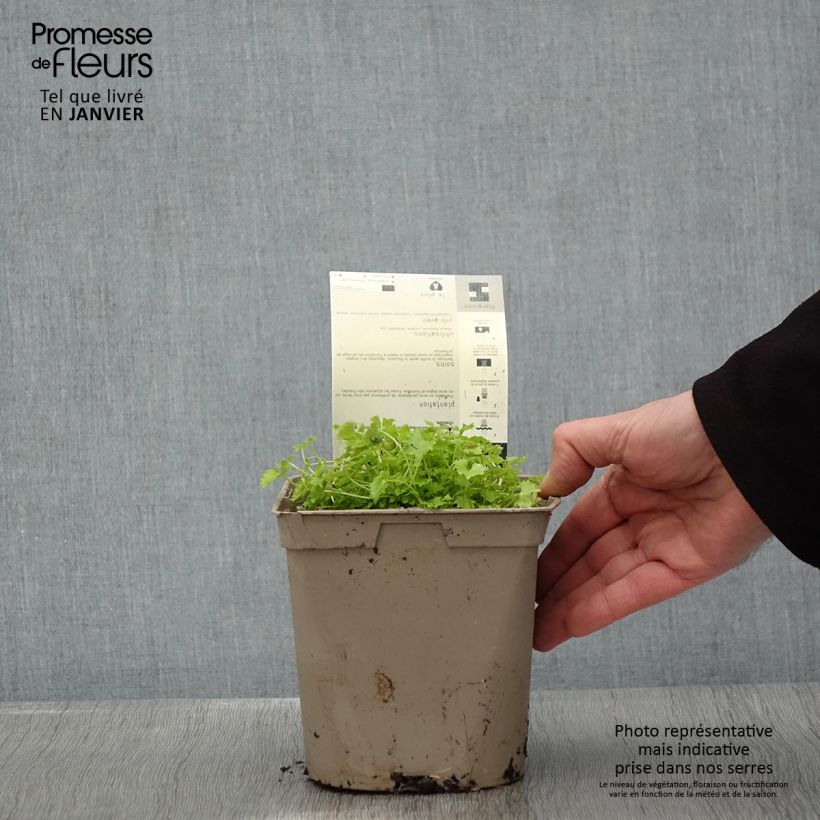 Example of Campanula garganica Dickson s Gold - Campanule étoilée Pot van 2 l/3 l as you get in hiver