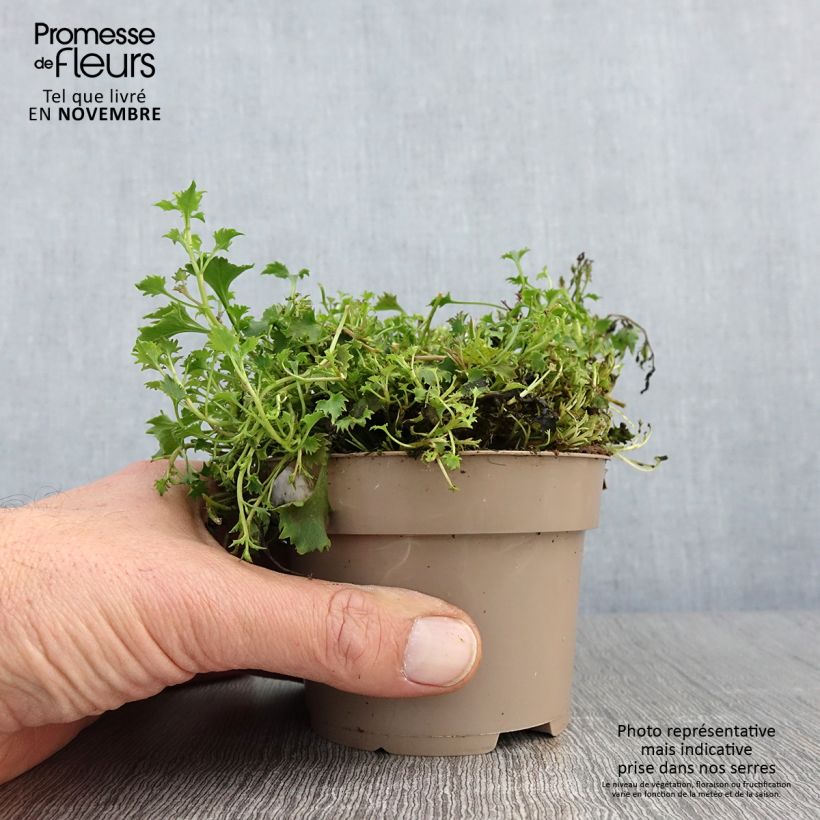 Exemplaar van Campanula poscharskyana Ambella Intense Purple - Kruipklokje Pot van 1 l/1,5 l zoals geleverd in de herfst