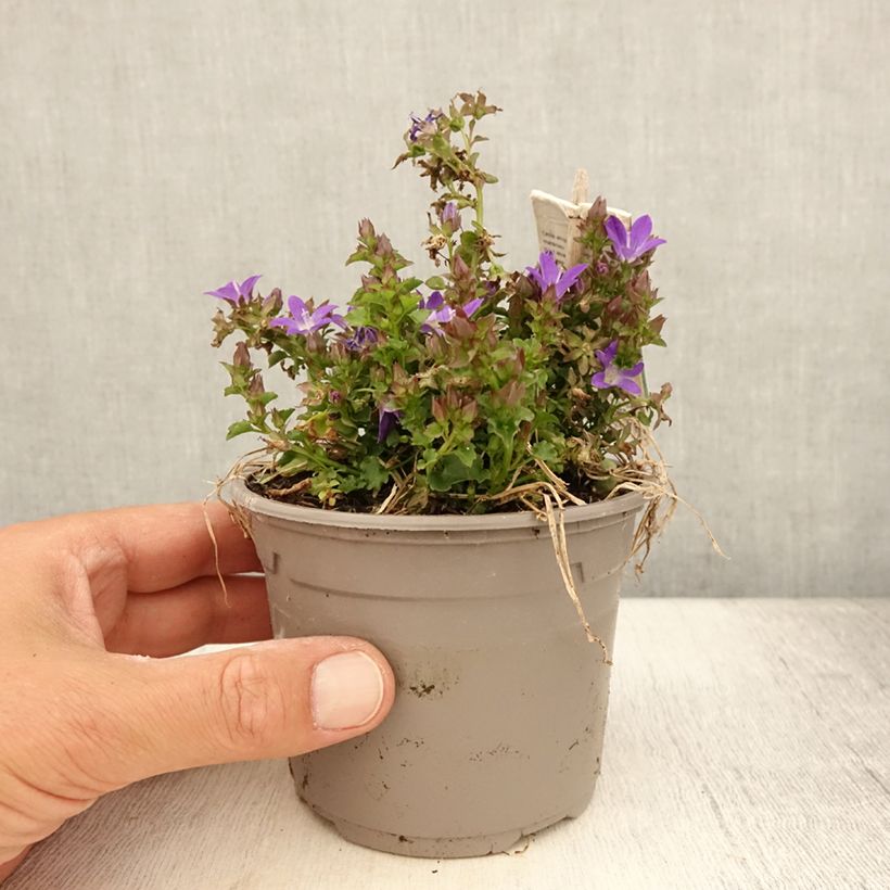 Exemplaar van Campanula poscharskyana Adansa Purple - Kruipklokje Pot van 1 l/1,5 l zoals geleverd in de zomer