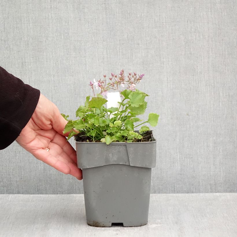Exemplaar van Campanula poscharskyana Lisduggan Variety - Kruipklokje Pot van 2 l/3 l zoals geleverd in de herfst