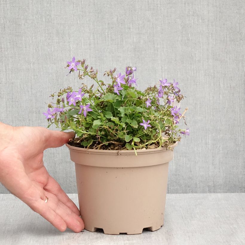 Exemplaar van Campanula poscharskyana Stella - Kruipklokje Pot van 2 l/3 l zoals geleverd in de zomer