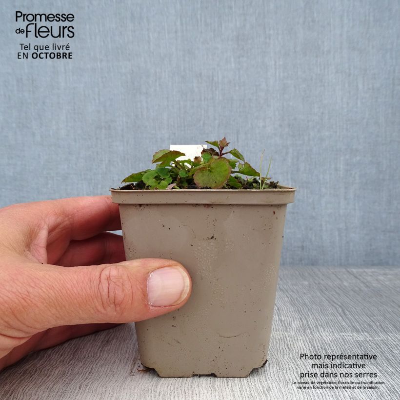 Exemplaar van Campanula poscharskyana Trollkind - Kruipklokje Kweekpotje van 8/9 cm zoals geleverd in de herfst