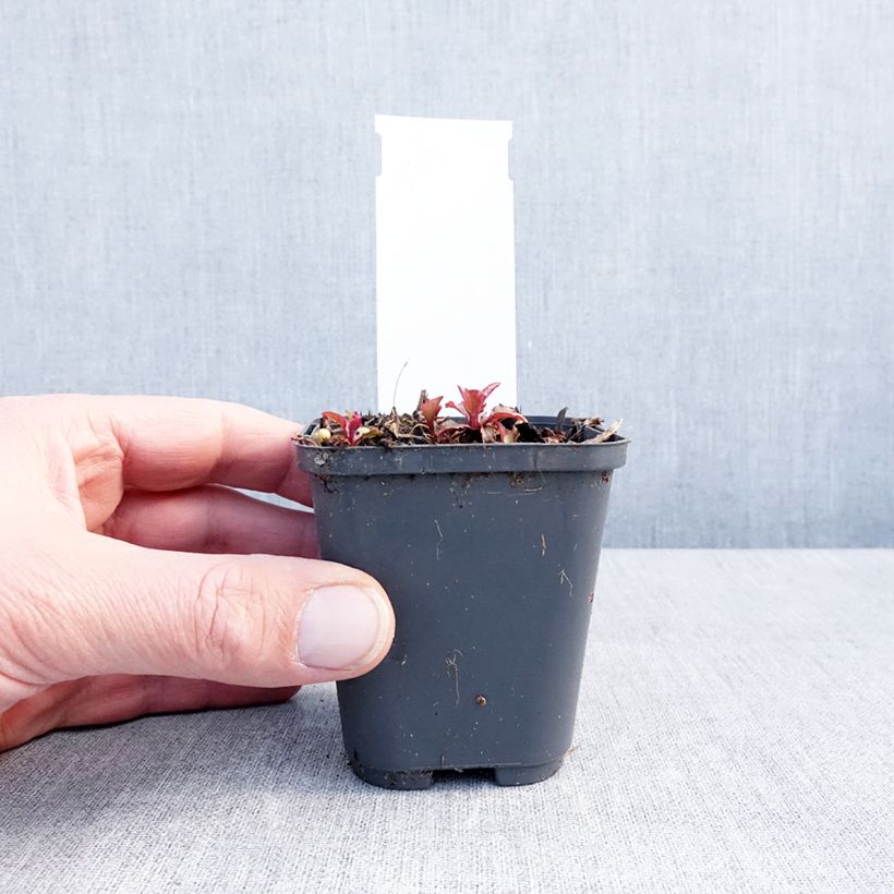 Example of Campanula punctata Milky Way - Klokje Kweekpotje van 8/9 cm as you get in hiver