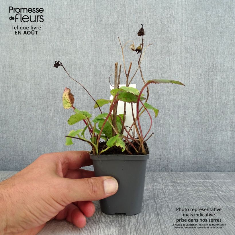 Exemplaar van Campanula punctata Rubriflora - Klokje Kweekpotje van 8/9 cm zoals geleverd in de zomer