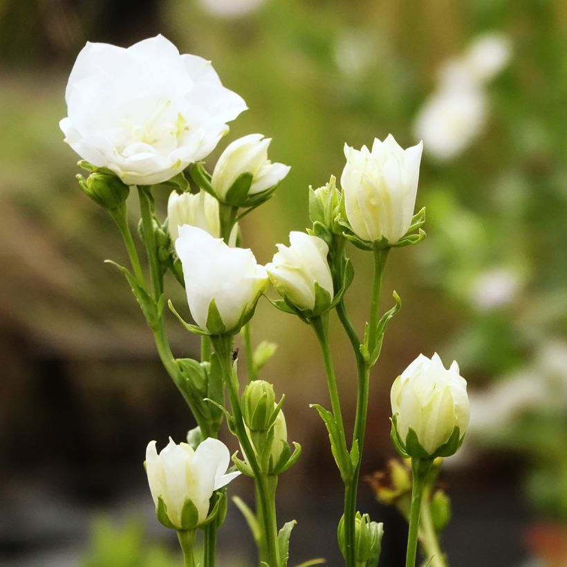 Campanula persicifolia La Bonne Amie - Prachtklokje (Bloei)