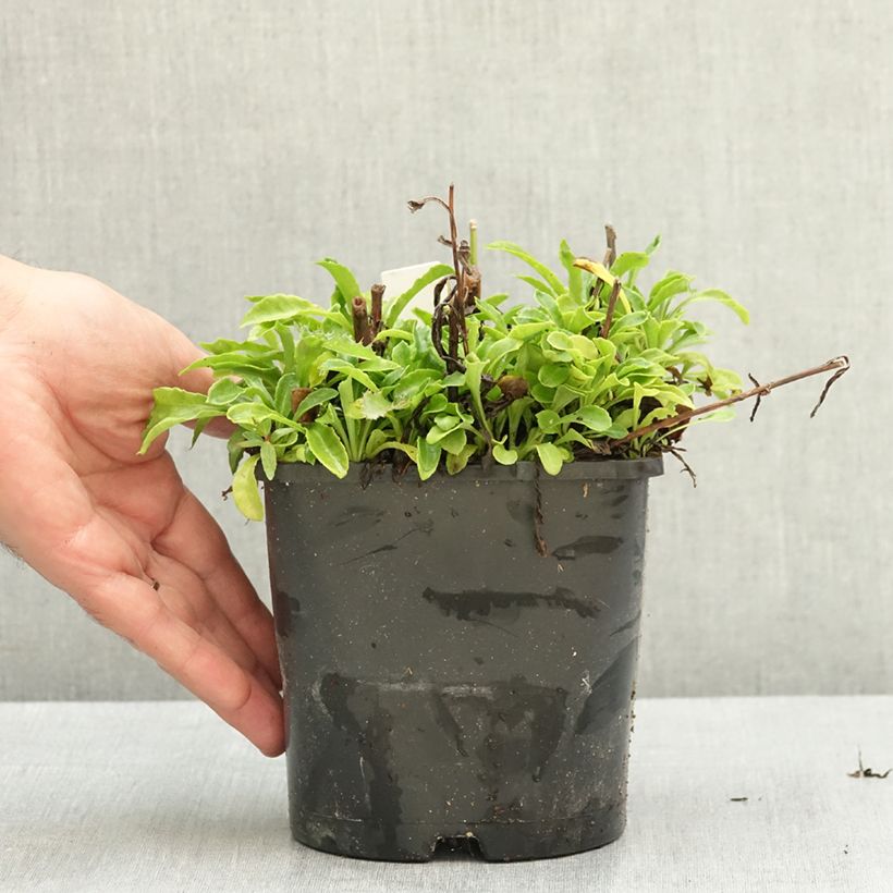 Exemplaar van Campanula persicifolia La Bonne Amie - Prachtklokje Pot van 1,5 l/2 l zoals geleverd in de zomer