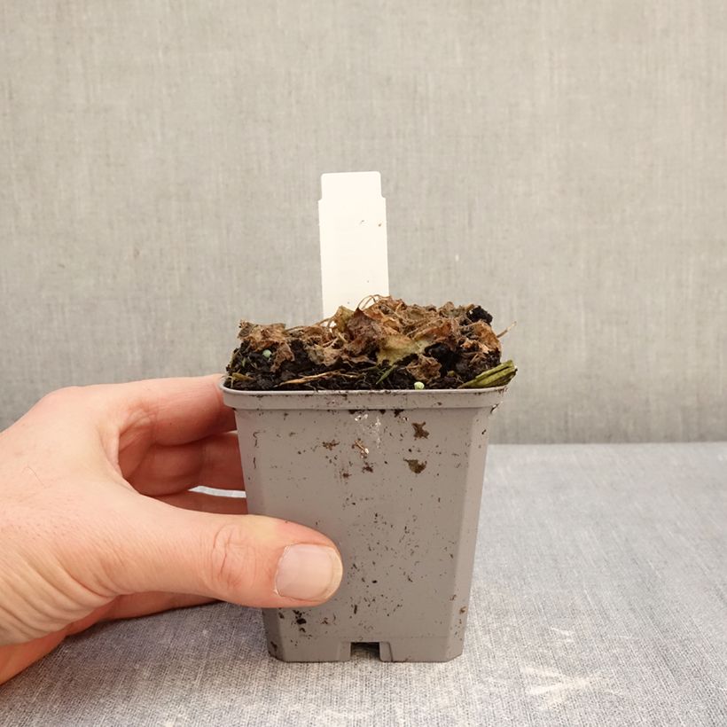 Exemplaar van Campanula carpatica Clips bleue - Karpatenklokje Kweekpotje van 8/9 cm zoals geleverd in de winter