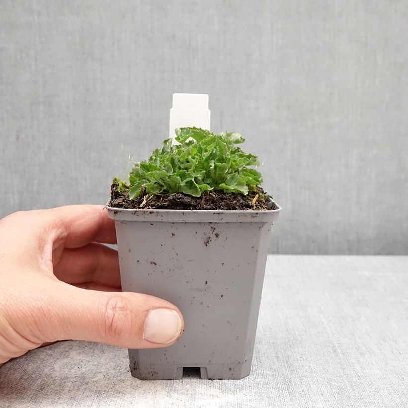 Exemplaar van Campanula carpatica Clips bleue - Karpatenklokje Kweekpotje van 8/9 cm zoals geleverd in de lente