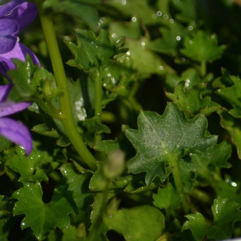 Campanula portenschlagiana - Dalmatiëklokje (Foliage)