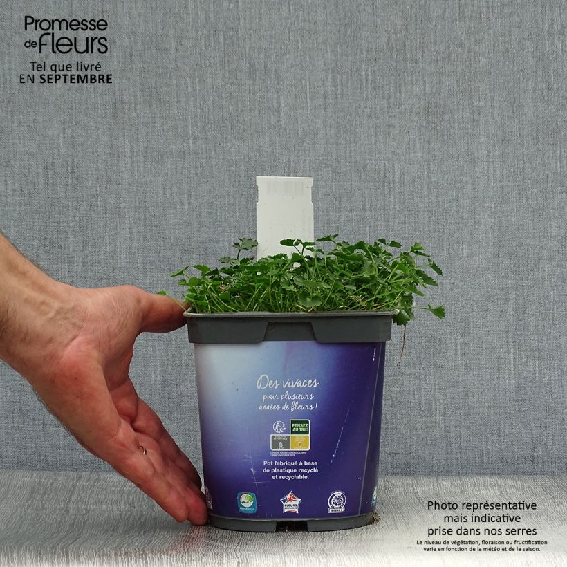 Exemplaar van Campanula portenschlagiana - Dalmatiëklokje Pot van 2 l/3 l zoals geleverd in de herfst
