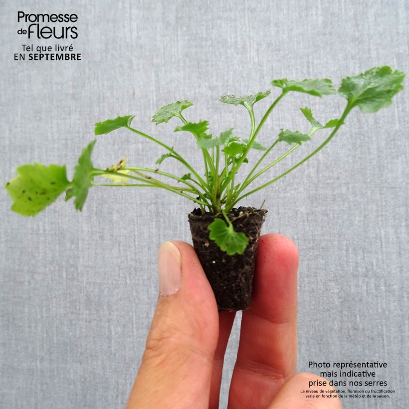 Example of Campanule des murs - Campanula portenschlagiana (muralis) Mini-mot Ø 3/4 cm as you get in automne