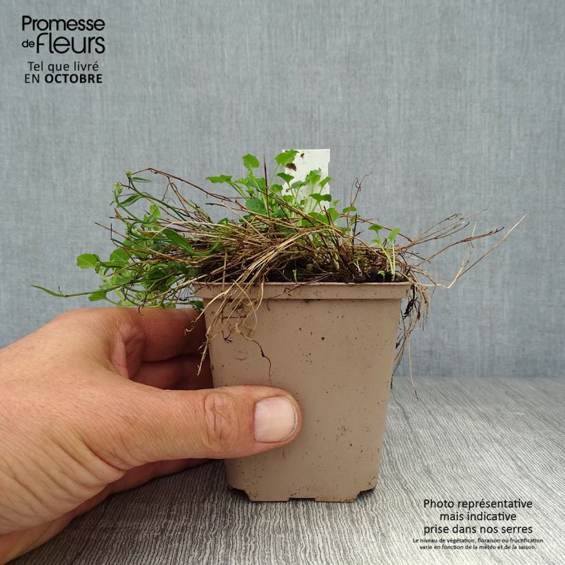 Exemplaar van Campanula cochleariifolia Elizabeth Oliver - Klokje Kweekpotje van 8/9 cm zoals geleverd in de herfst