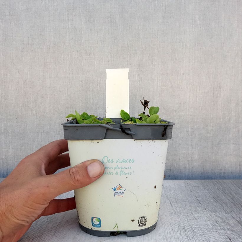Exemplaar van Campanula glomerata Alba - Kluwenklokje wit Pot van 2 l/3 l zoals geleverd in de zomer