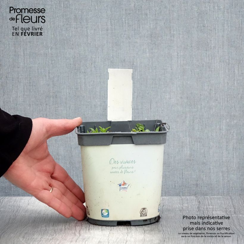 Example of Campanula glomerata Alba - Kluwenklokje wit Pot van 2 l/3 l as you get in hiver