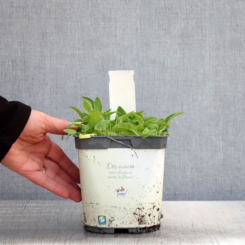 Exemplaar van Campanula glomerata Alba - Kluwenklokje wit Pot van 2 l/3 l zoals geleverd in de lente