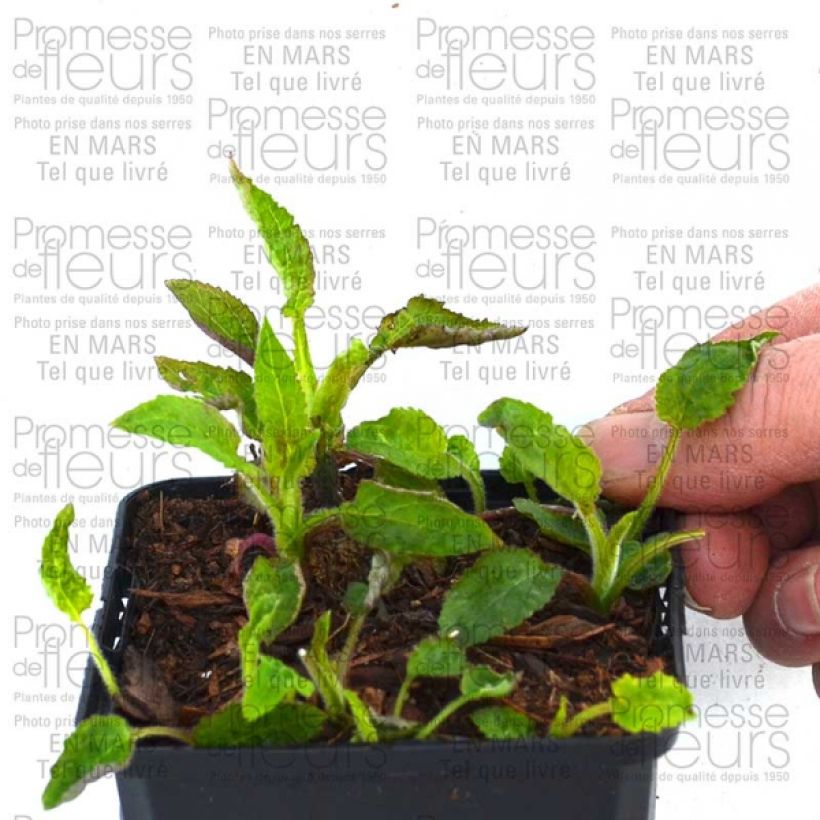 Voorbeeld van een exemplaar van Campanula Pantaloons - Klokje Pot van 1 l/1,5 l zoals geleverd