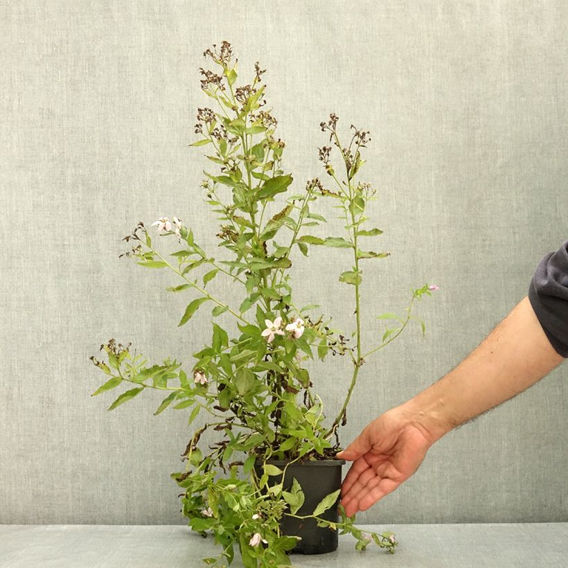 Exemplaar van Campanula lactiflora Loddon Anna - Klokje Pot van 1,5 l/2 l zoals geleverd in de zomer