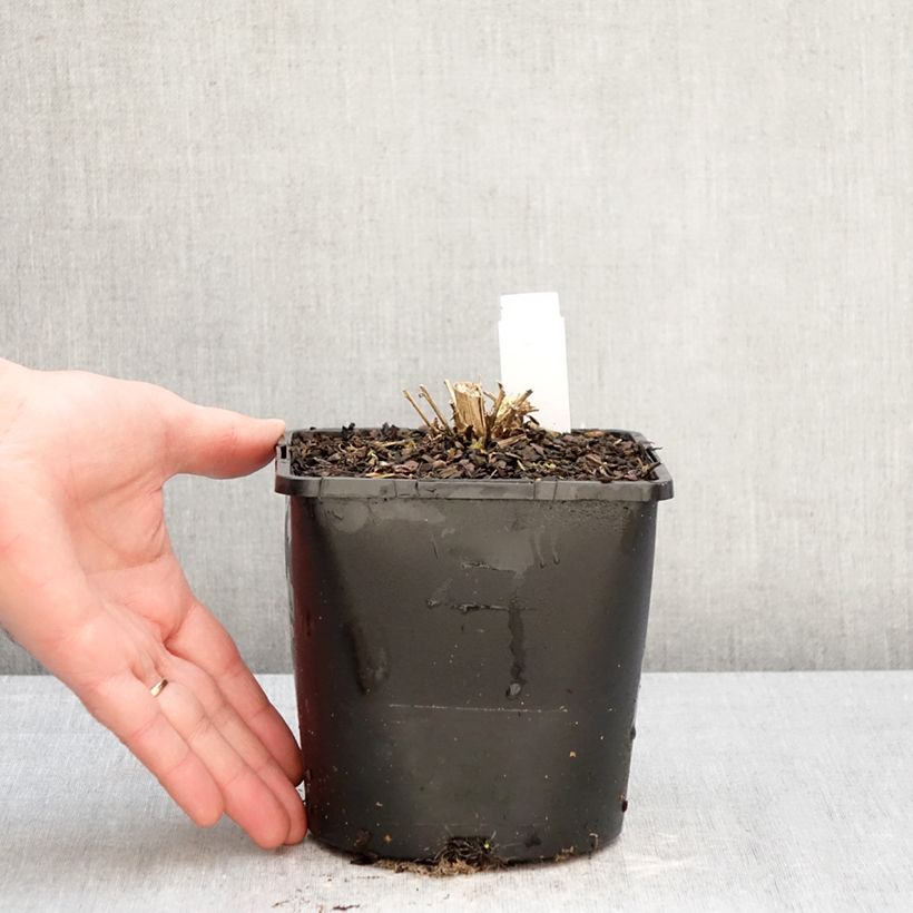 Exemplaar van Campanula lactiflora Loddon Anna - Klokje Pot van 1,5 l/2 l zoals geleverd in de winter