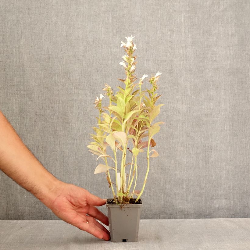 Exemplaar van Campanula latifolia var. macrantha alba - Breed klokje wit Kweekpotje van 8/9 cm zoals geleverd in de zomer