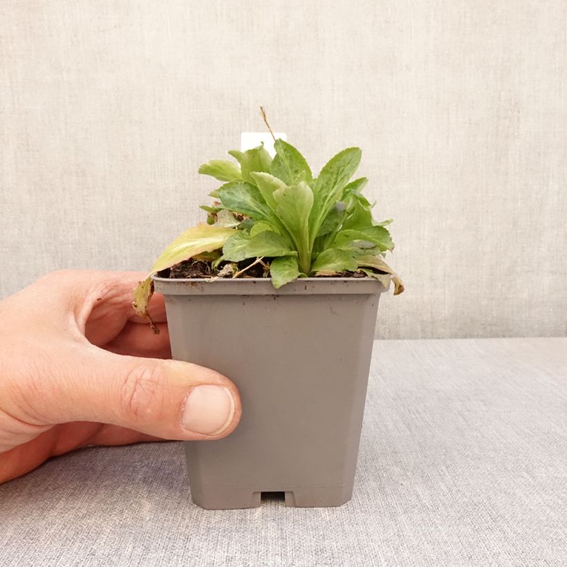 Exemplaar van Campanula latifolia var. macrantha alba - Breed klokje wit Kweekpotje van 8/9 cm zoals geleverd in de lente