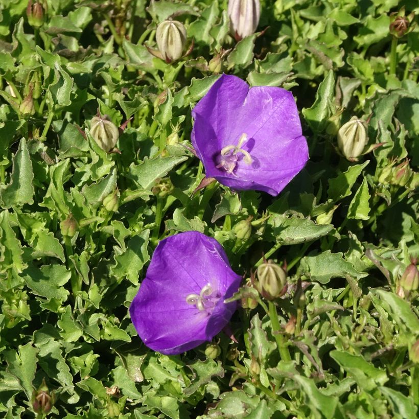 Campanula carpatica Mini Marvels Starbright - Karpatenklokje (Bloei)