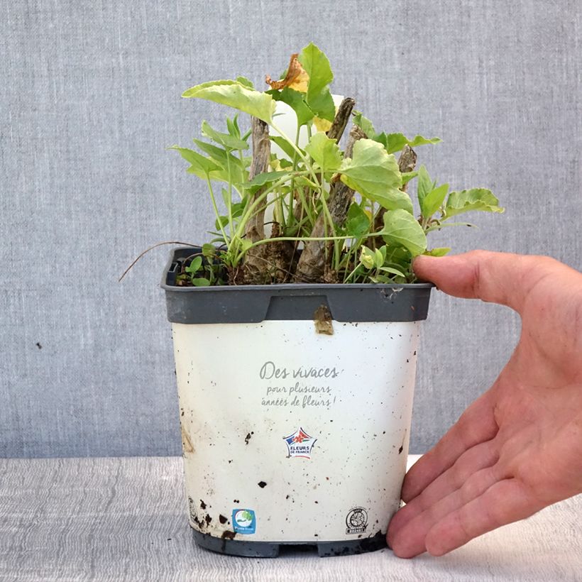 Exemplaar van Campanula pyramidalis Alba - Piramideklokje Pot van 2 l/3 l zoals geleverd in de zomer