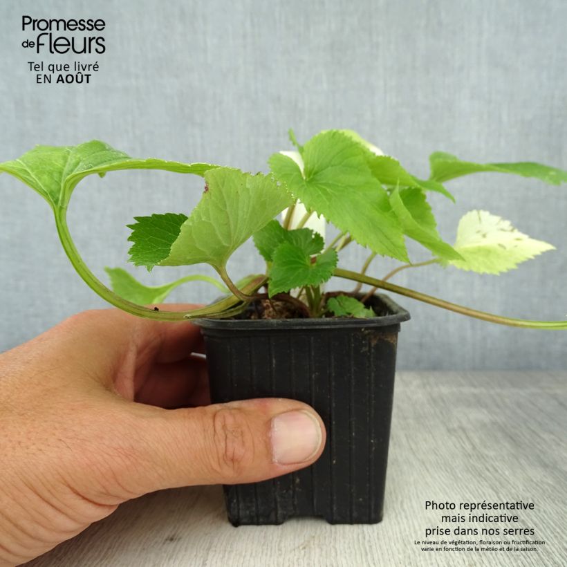 Exemplaar van Campanula takesimana Alba - Koreaans klokje Kweekpotje van 8/9 cm zoals geleverd in de zomer