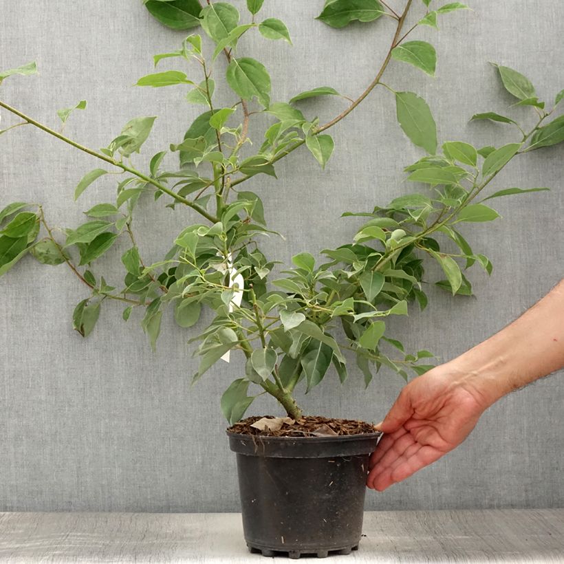 Exemplaar van Cinnamomum camphora - Kamferboom Pot van 2 l/3 l zoals geleverd in de zomer