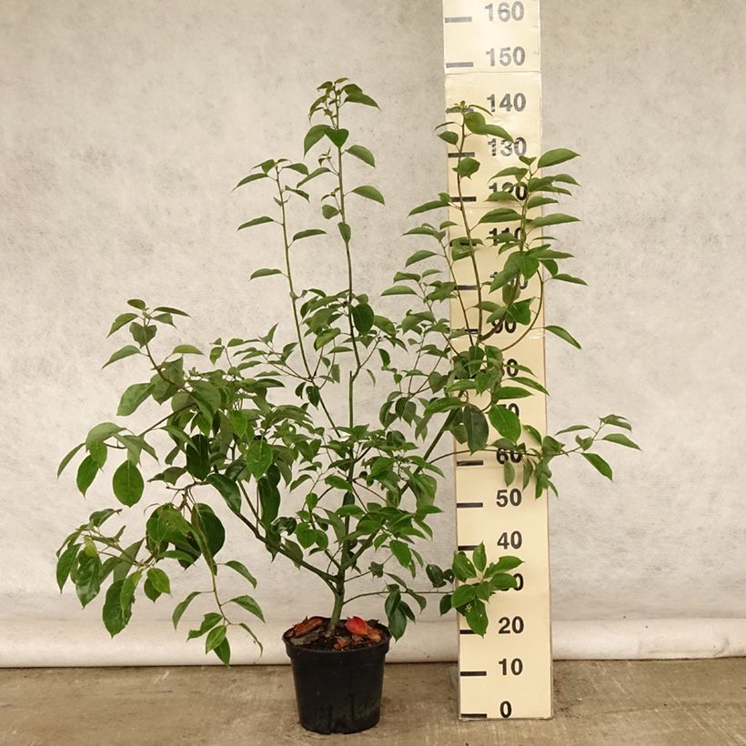 Exemplaar van Cinnamomum camphora - Kamferboom Pot van 7,5 l/10 l zoals geleverd in de zomer