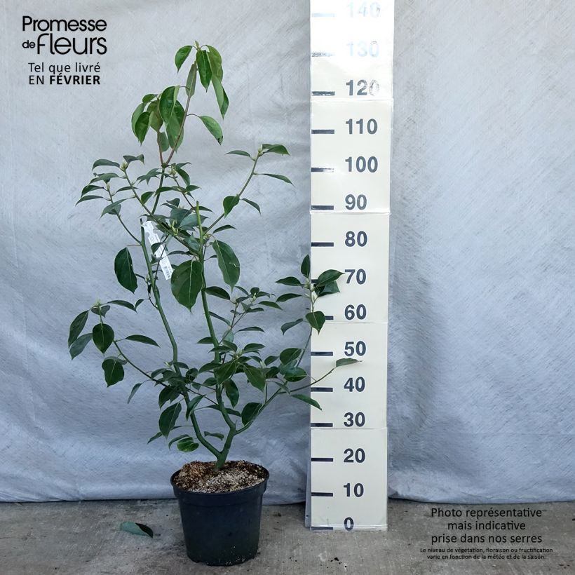 Example of Camphrier - Cinnamomum camphora Pot van 7,5 l/10 l as you get in hiver