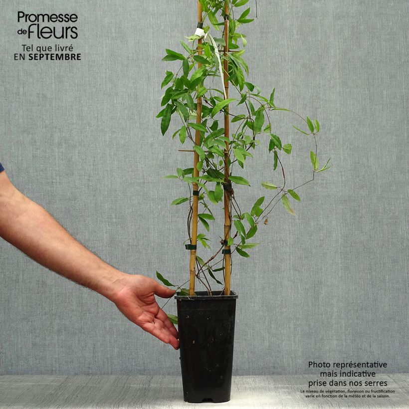 Exemplaar van Campsis capreolata Atrosanguinea - Trompetkamperfoelie Pot van 2 l/3 l zoals geleverd in de herfst