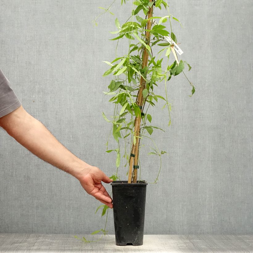 Exemplaar van Campsis capreolata Atrosanguinea - Trompetkamperfoelie Pot van 2 l/3 l zoals geleverd in de lente