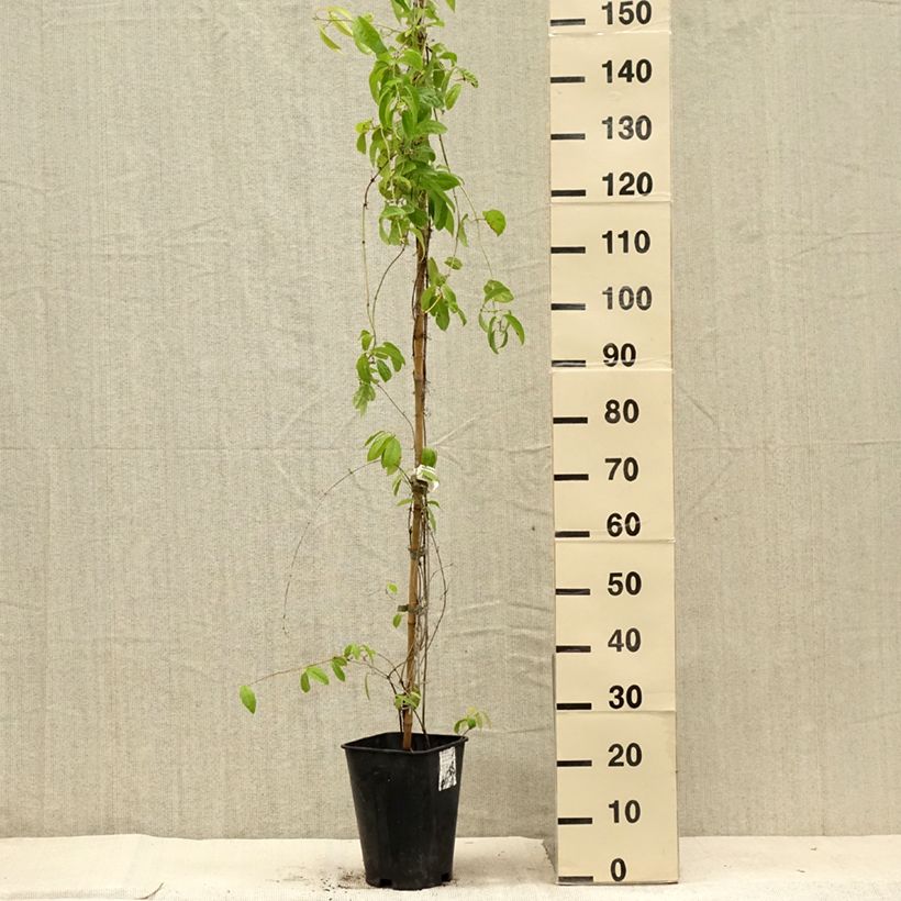 Exemplaar van Campsis capreolata - Bignone à vrilles Pot van 6 l/7 l zoals geleverd in de zomer