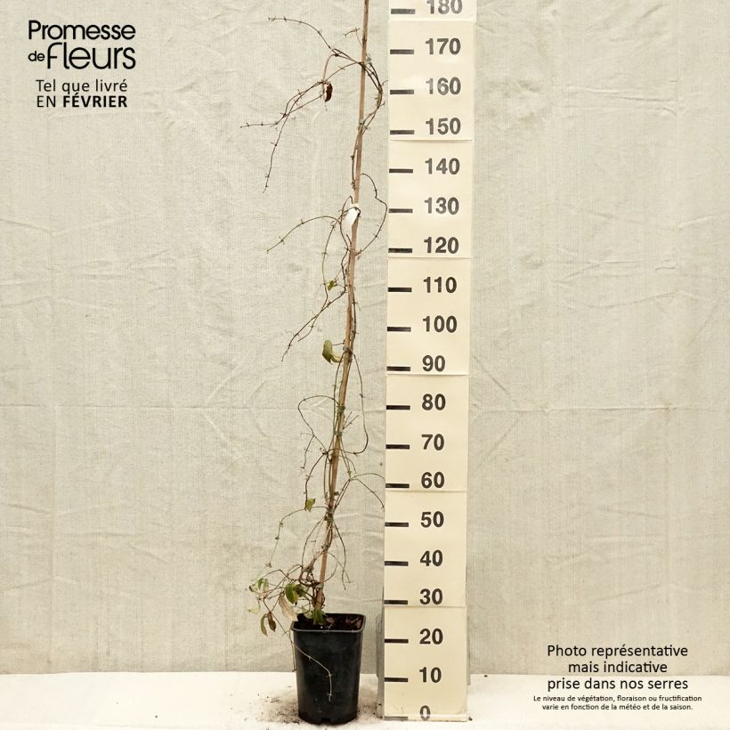 Exemplaar van Campsis capreolata - Bignone à vrilles Pot van 6 l/7 l zoals geleverd in de winter