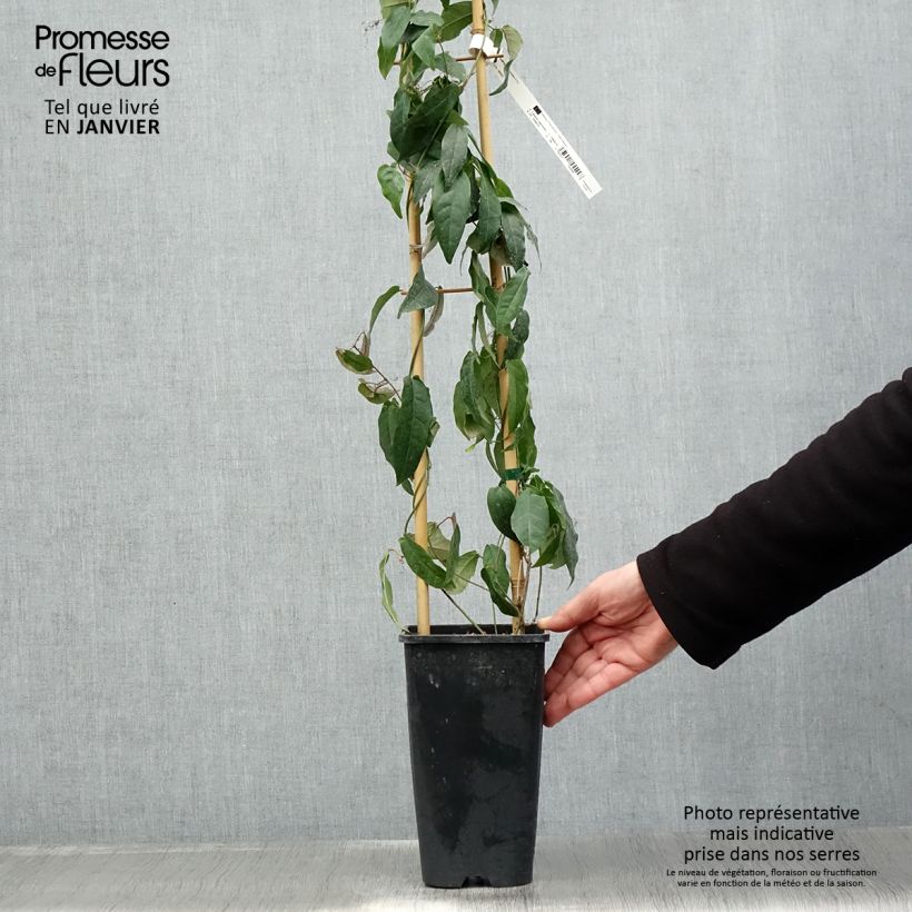 Exemplaar van Campsis capreolata - Bignone à vrilles Pot van 2 l/3 l zoals geleverd in de winter