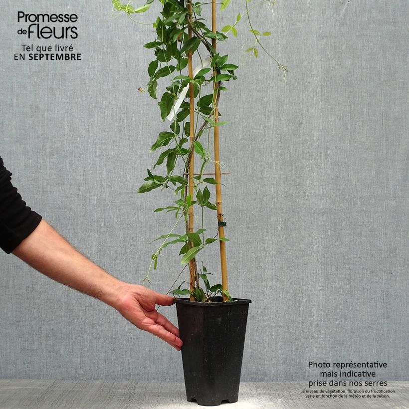 Exemplaar van Campsis capreolata Tangerine Beauty - Trompetkamperfoelie Pot van 2 l/3 l zoals geleverd in de herfst