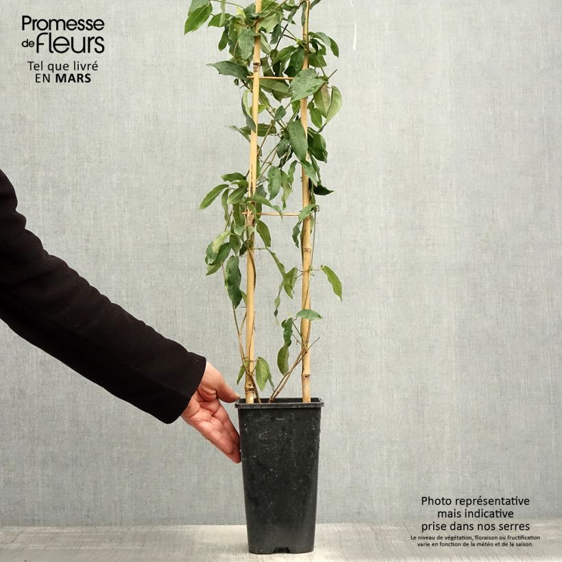 Exemplaar van Campsis capreolata Tangerine Beauty - Trompetkamperfoelie Pot van 2 l/3 l zoals geleverd in de lente