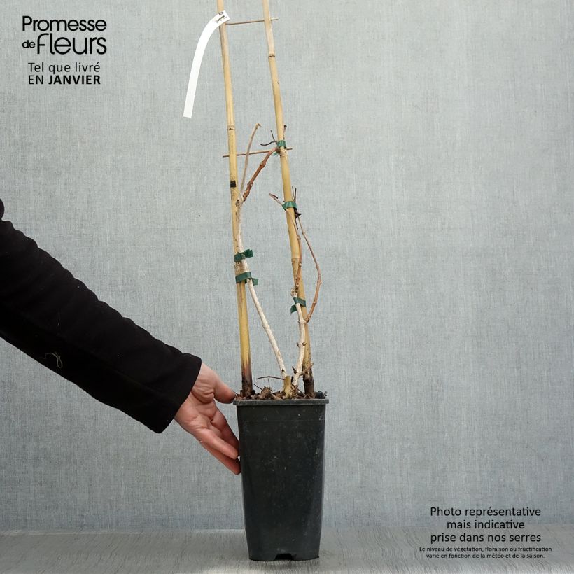 Example of Campsis grandiflora - Trompetklimmer Pot van 2 l/3 l as you get in hiver