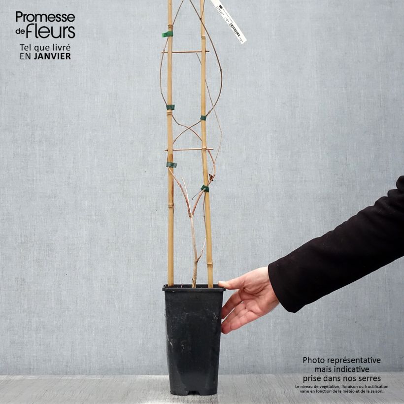 Example of Campsis radicans - Bignone de Virginie Pot van 2 l/3 l as you get in hiver