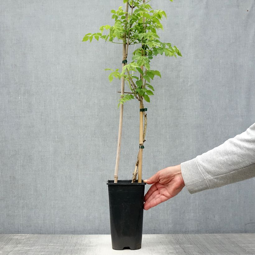 Exemplaar van Campsis radicans Judy - Trompetklimmer Pot van 2 l/3 l zoals geleverd in de zomer