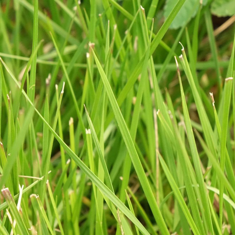 Deschampsia cespitosa Tauträger - Ruwe smele (Blad)