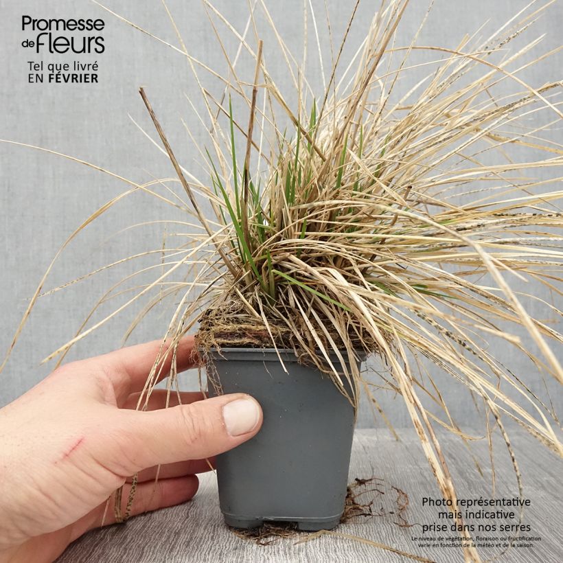 Example of Canche cespiteuse Vivipara - Deschampsia cespitosa Kweekpotje van 8/9 cm as you get in hiver