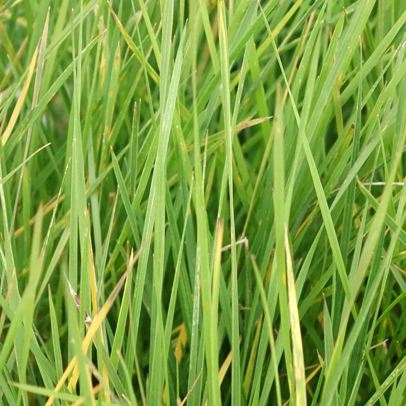 Deschampsia cespitosa Vivipara - Ruwe smele (Blad)