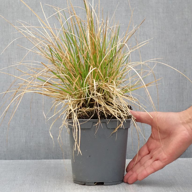 Exemplaar van Deschampsia cespitosa Vivipara - Ruwe smele Pot van 2 l/3 l zoals geleverd in de herfst