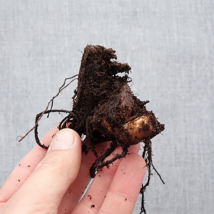 Example of Canna Cleopatra - Balisier panaché jaune et rouge. Bol size I as you get in printemps