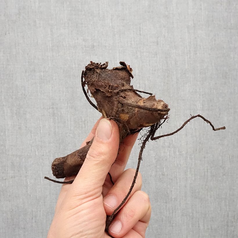 Exemplaar van Canna Confetti - Indisch bloemriet Bol kaliber I zoals geleverd in de lente