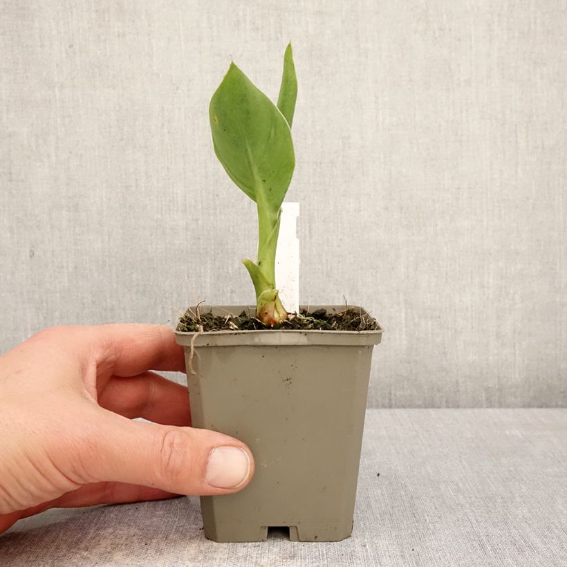 Exemplaar van Canna Confetti - Indisch bloemriet Kweekpotje van 8/9 cm kaliber I zoals geleverd in de lente