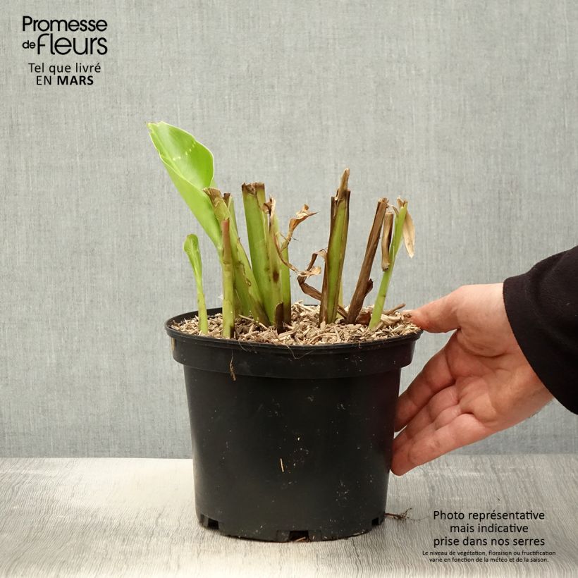 Exemplaar van Canna edulis - Indisch bloemriet Pot van 2 l/3 l zoals geleverd in de lente