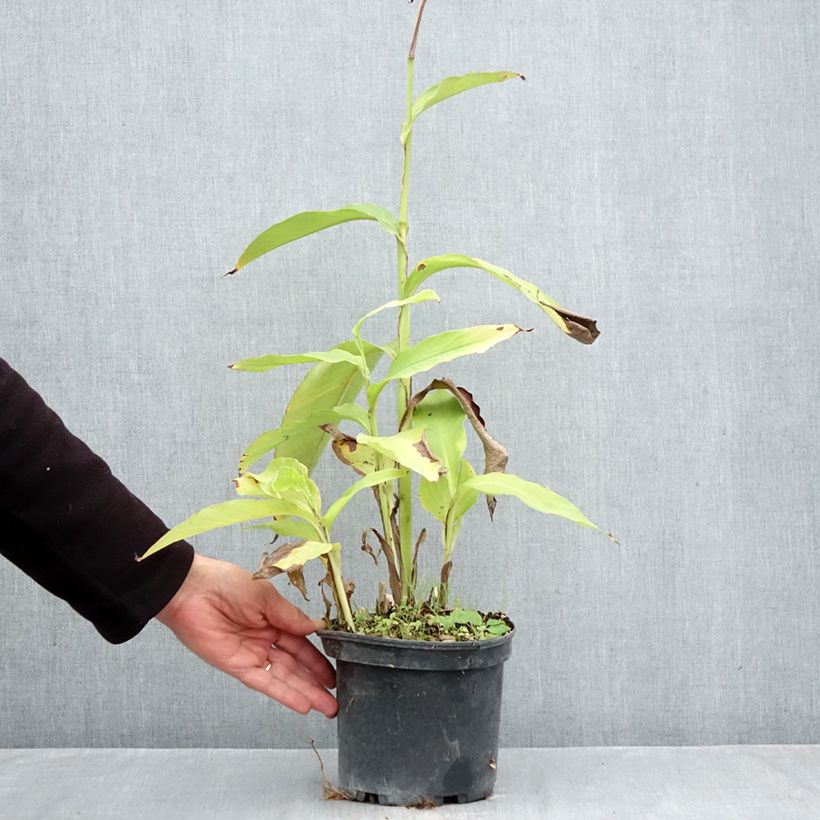 Exemplaar van Canna edulis - Indisch bloemriet Pot van 2 l/3 l zoals geleverd in de herfst