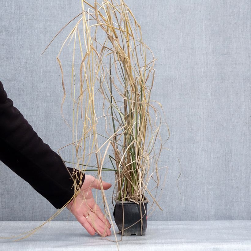 Exemplaar van Canna Endeavour - Indisch bloemriet Kweekpotje van 8/9 cm kaliber I zoals geleverd in de winter